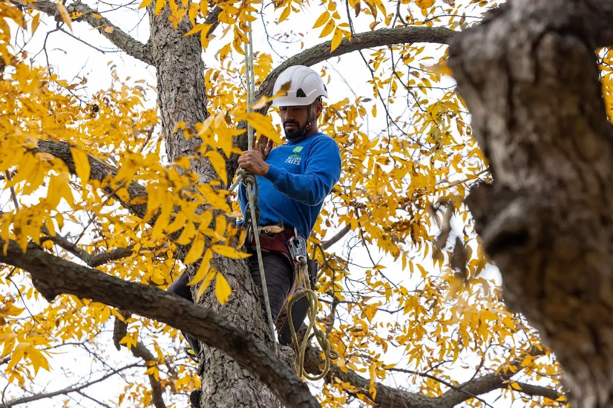 Skilled Tree Planting crew working in Sheffield